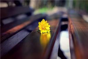 神龙佳婿叶新免费阅读 神龙佳婿叶新免费阅读