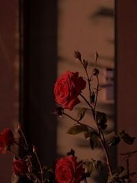 七夕那天,妻子合谋白月光将我杀死 七夕那天,妻子合谋白月光将我杀死