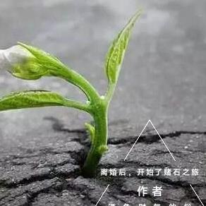 离婚后,开始了赌石之旅 离婚后,开始了赌石之旅